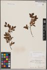 Foto von Salix aurita L.